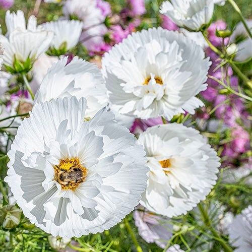 Cosmos Cupcake White Seeds ~ Cosmos ~ Cool Flowers ~ Grow Your Own ~ Butterflies ~ Bees ~ Annual ~ Summer ~ Spring ~ Bouquets