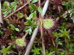 Drosera Intermedia Starter Grow Kit ~ Spoonleaf Sundews ~ Carnivorous Plants ~