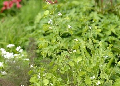 Money Plant Seeds ~ Lunaria Annua Violet ~ Grow Your Own ~ Spring Flowers ~ Instead of Flowers