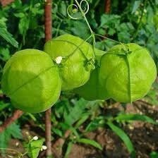 Balloon Vine Seeds ~ Cardiospermum Halicacabum ~ Cool Flowers ~ Rare ~ Heirloom Seeds