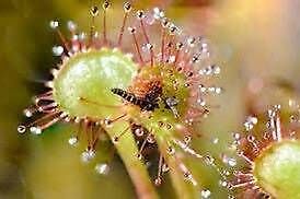 Drosera Rotundifolia Seeds ~ Roundleaf Sundew ~ Carnivorous Plants ~ Sundews ~