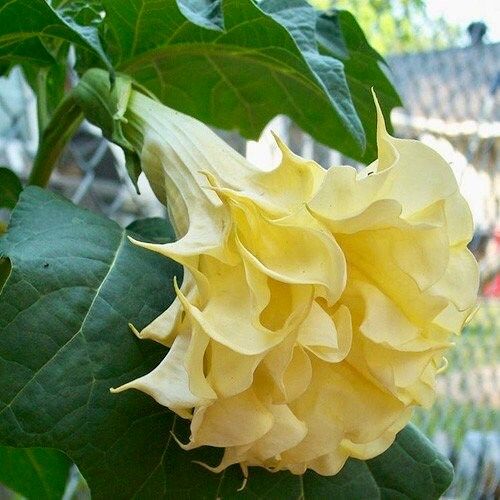 Double Datura Golden Queen Seeds ~ Devil’s Trumpet ~ Datura Metel ~Datura Golden Queen ~ Chlorantha ~ Moonflower