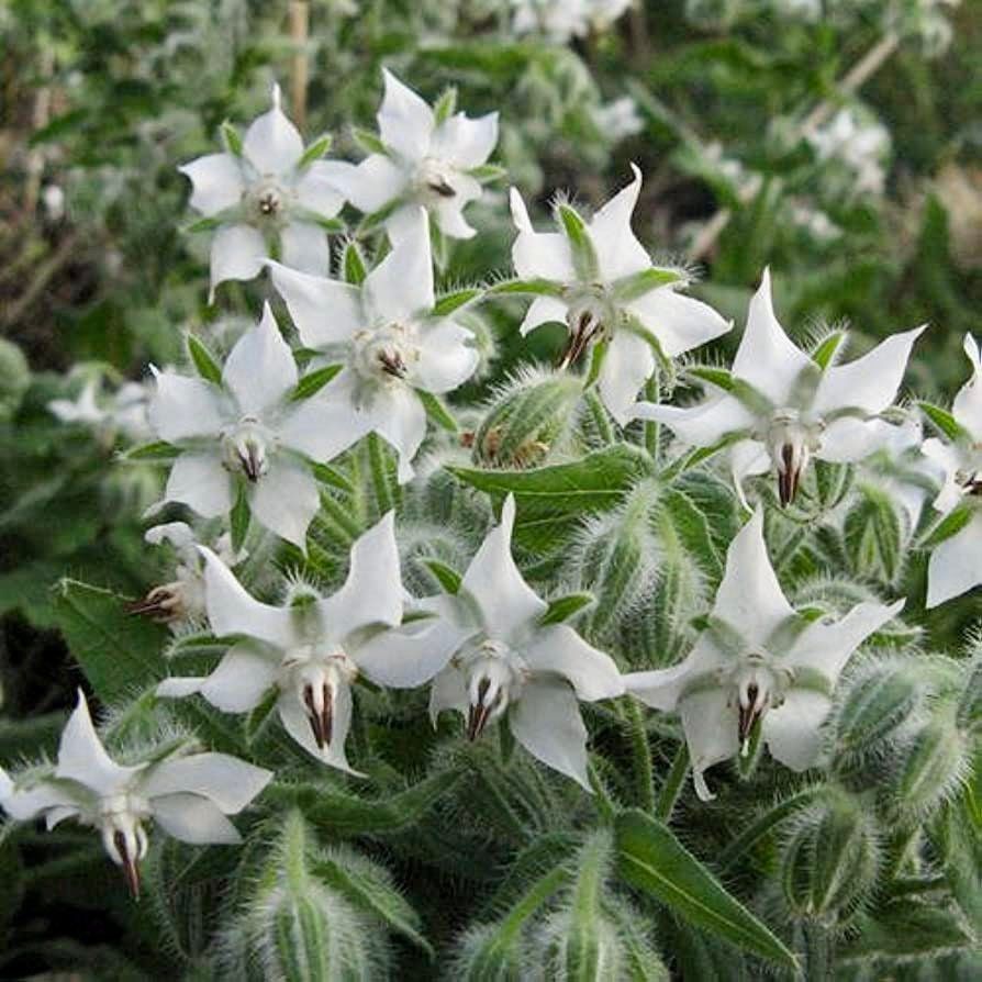 White Borage Seeds ~ Starflower ~ Plants ~ Garden ~ Grow Your Own ~ Spring Flowers ~ Heirloom Seeds