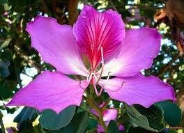 Geranium Orchid Tree Seeds ~ Bauhinia Purpurea ~ Usual Flowers ~ Exotic Flower