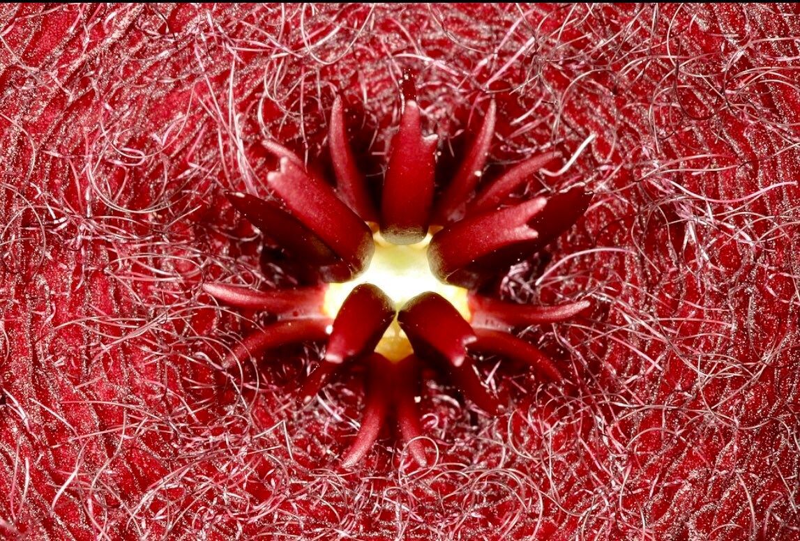 Stapelia Leendertziae Seeds ~ Black Bells ~ Maroon Cup Starfish ~ Leendertz's Carrion Flower ~ Exotic ~ Rare ~ Succulent