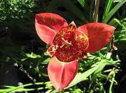 Red Tigridia Pavonia Seed ~ Tiger Flower ~ Mexican Shell Flower ~ Peacock Flower ~ Garden ~ Grow Your Own ~ Spring Flowers