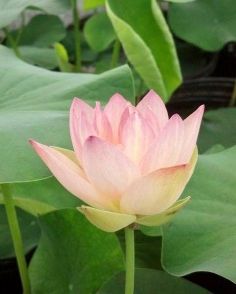 Tiny Red Gulang Lotus Seeds ~ Micro Lotus ~ Teacup Lotus ~ Hydroponic Garden ~ Water Plants ~ Flower Changes Color