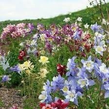 Giants and Harlequin Mix Columbine Seeds~ Flower ~ Perennial Flowers ~ Blooms ~ Grow Your Own ~ Spring Flowers ~ Instead of Flowers ~ Spring