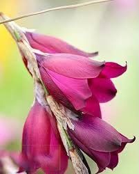 Dierama Species Mixed Seeds ~ Angel’s Fishing Rod ~ Fairy Wand ~ Wandflower ~ Cool Flowers ~ Rare ~ Wildflowers ~ Heirloom