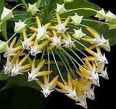 Rocket Hoya Seeds ~ Shooting Stars ~ Exotic Flowers ~ Unique Plants ~ Hoyas ~