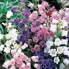 Mixed Canterbury Bells Seeds ~  Campanula Medium ~ Biennial Bloom ~ Spring Time