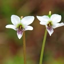 Viola Lanceolata Seeds ~ Lance-Leaved Violet ~ Bog White Violet