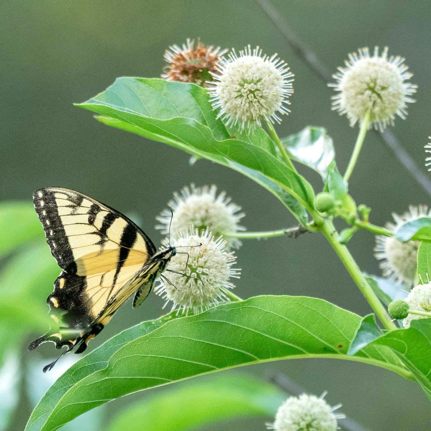 White Buttonbush Seeds ~ Cephalanthus Occidentalisique ~ Dried Flowers ~ Bouquets ~ Pollinaters ~ Butterflies