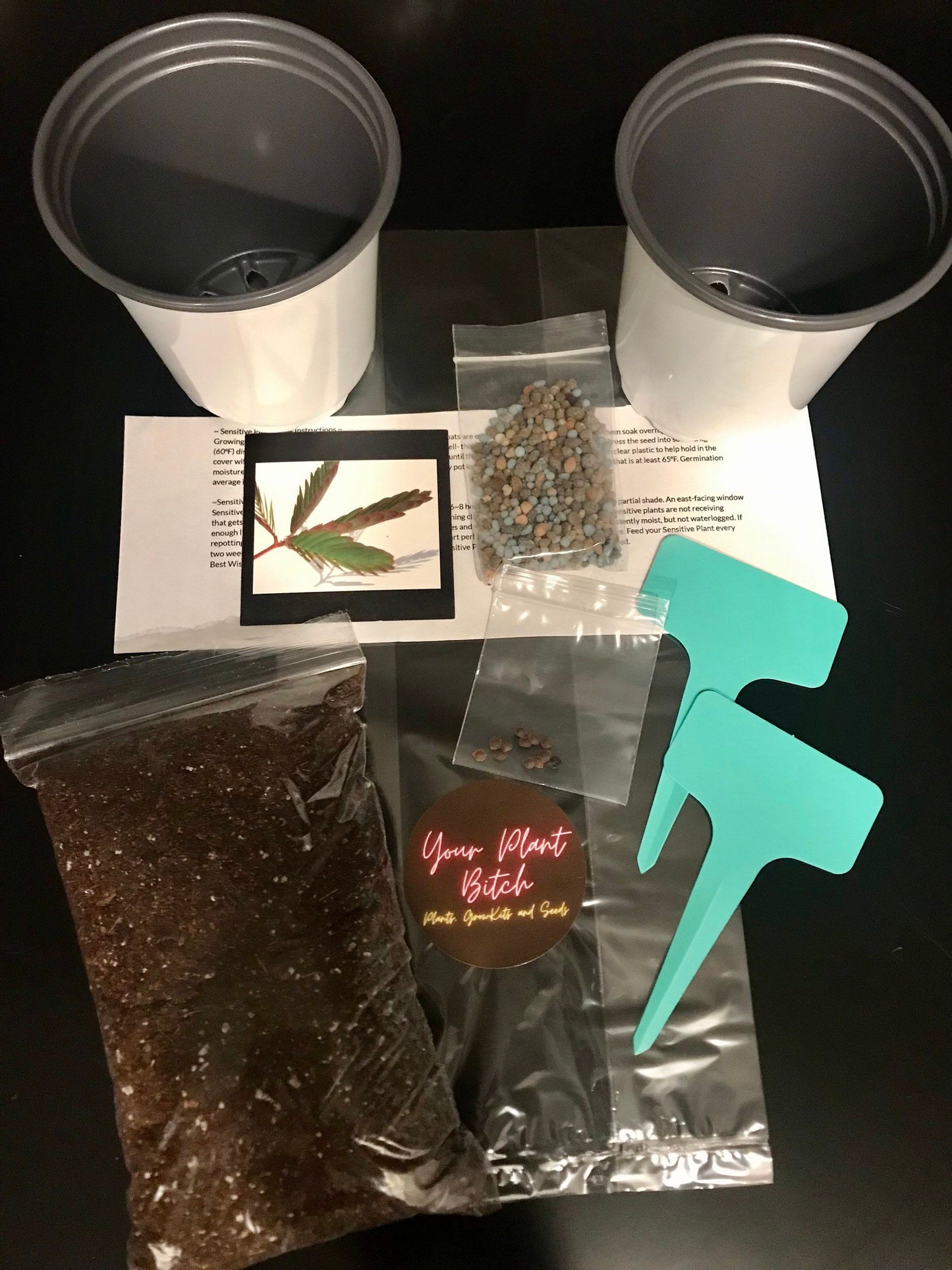 Biophytum Sensitivum Starter Grow Kit~Little Tree Plant~Biophytum Petersianum~Biophytum Umbraculum~Jurassic Sensitive~Stocking Stuffers