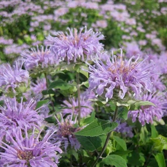 Wild Bergamot Seeds ~ Monarda Fistulosa - Bergamot ~ Unusual Flowers ~ Exotic Flower ~ Holiday ~ Garden ~ Houseplant ~ Rare ~ Pink ~