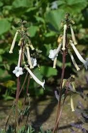 Sinningia Tubiflora Seeds ~ Sinningia Longituba ~ Rare Succulent ~ Exotic ~ Must Have ~ Exotic Flower ~ Unusual Flowers