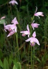 Pogonia Ophioglossoides Orchid Starter Grow Kits ~ Snakemouth Orchids ~ Rose Pogonia ~ Stocking Stuffers