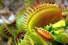 Variety Venus Flytrap Seeds ~ The Seeds of Giants ~ Carnivorous Plants ~ Carnivore ~ Grow Your Very Own