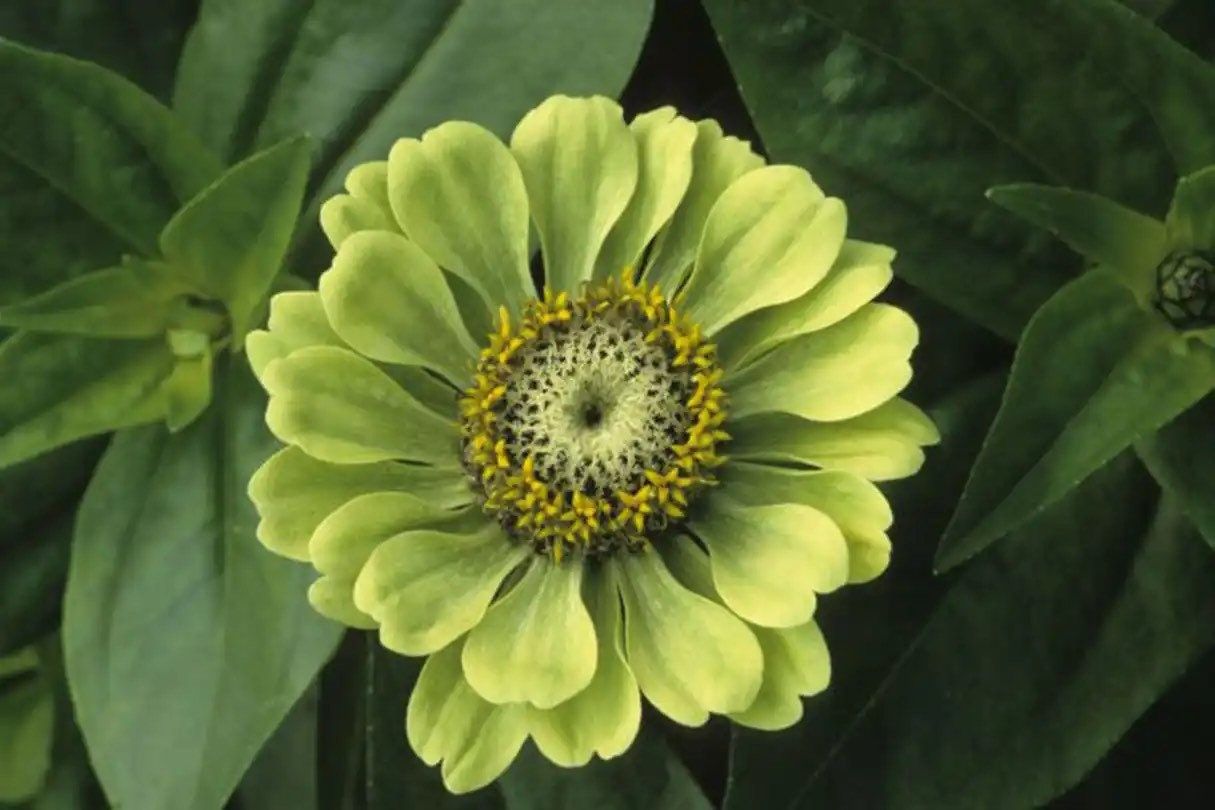 Zinnia “Envy Elegans” Seeds ~ Lime Green Flowers ~ Butterflies Love ~ Non-GMO Seeds ~ Cool Flowers ~ Rare