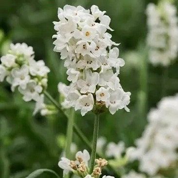 Rare White Lavender ~ Lavendula Ellagance ~ Plants ~ Garden ~ Grow Your Own ~ Spring Flowers ~ Instead of Flowers ~ Died Bouquets