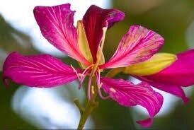 Geranium Orchid Tree Seeds ~ Bauhinia Purpurea ~ Usual Flowers ~ Exotic Flower