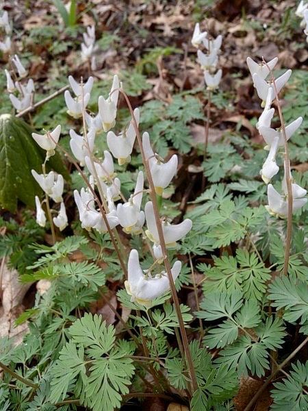 Dutchman's Breeches Seeds ~ Dicentra Cucullaria ~ Plants ~ Garden ~ Grow Your Own ~ Spring Flowers ~ Instead of Flowers ~ Presents