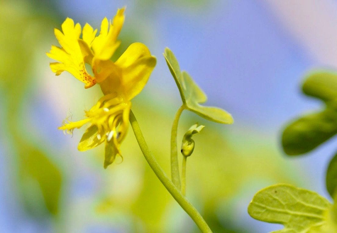 Yellow Canary Bird Vine Seeds ~ Tropaeolum Peregrinum ~ Canary Creeper ~ Canary Bird Flower ~ Edible Flowers ~ Bird Lovers ~ Exotic ~ Unique