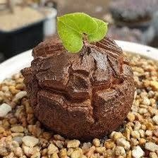 elephant foot plant seeds Rare Dioscorea Elephantipes Seeds ~ Elephant's Foot ~ Elephant’s Foot Vine ~ Hottentot Bread ~ Exotic ~ Cool Plants ~ Easy Care