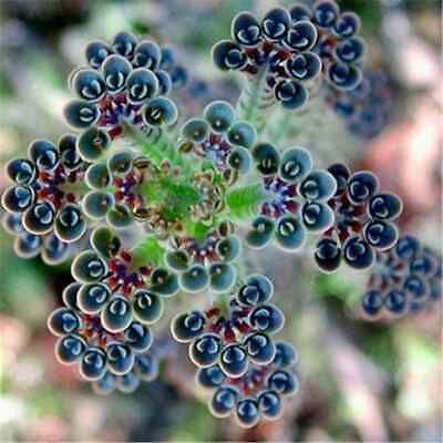 Blue Kalanchoe Flower Seeds ~ Succulent ~ Easy Care ~ Grow Your Own ~ Spring