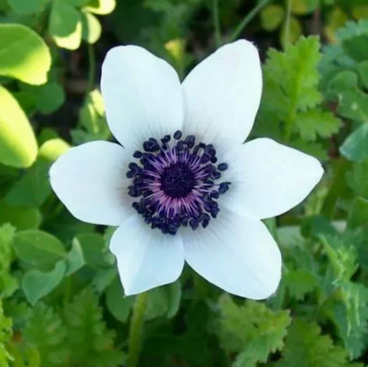 Japanese Anemone Seeds ~ Anemone Hupehensis ~ Marianne Panda ~ Wildflowers ~ Heirloom ~ Bouquet ~ Fresh Cut Flowers ~ Wedding ~ Floral