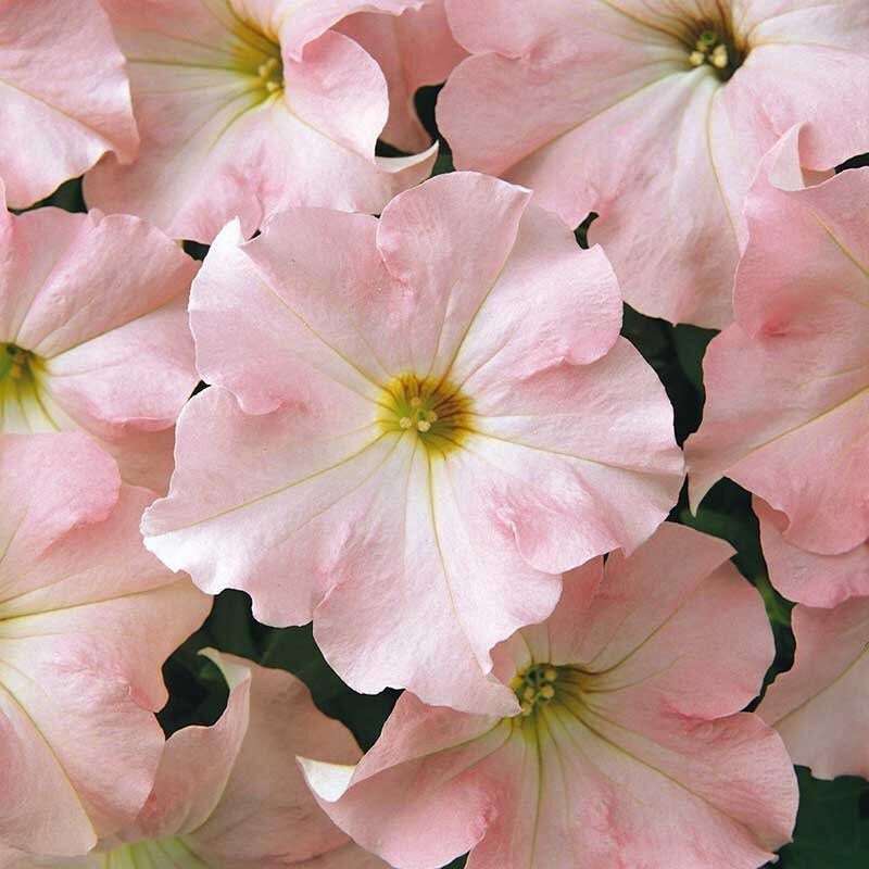 Dreams Appleblossom Petunia Seeds ~ Plants ~ Garden ~ Grow Your Own ~ Spring Flowers ~ Instead of Flowers ~ Flowers