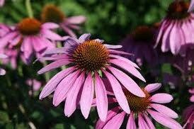 Bright Purple Coneflower Seeds ~ Echinacea Hybrid ~ Flowering Plant ~ Unusual Flowers ~ Flower ~ Growing Flowers ~ Garden ~ Plant