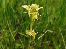 Liparis Loeselii Seeds ~ Fern Orchid ~ Yellow Widelip Orchid ~ Bog Twayblade ~ Orchids ~ Usual Flowers ~ Exotic Flower