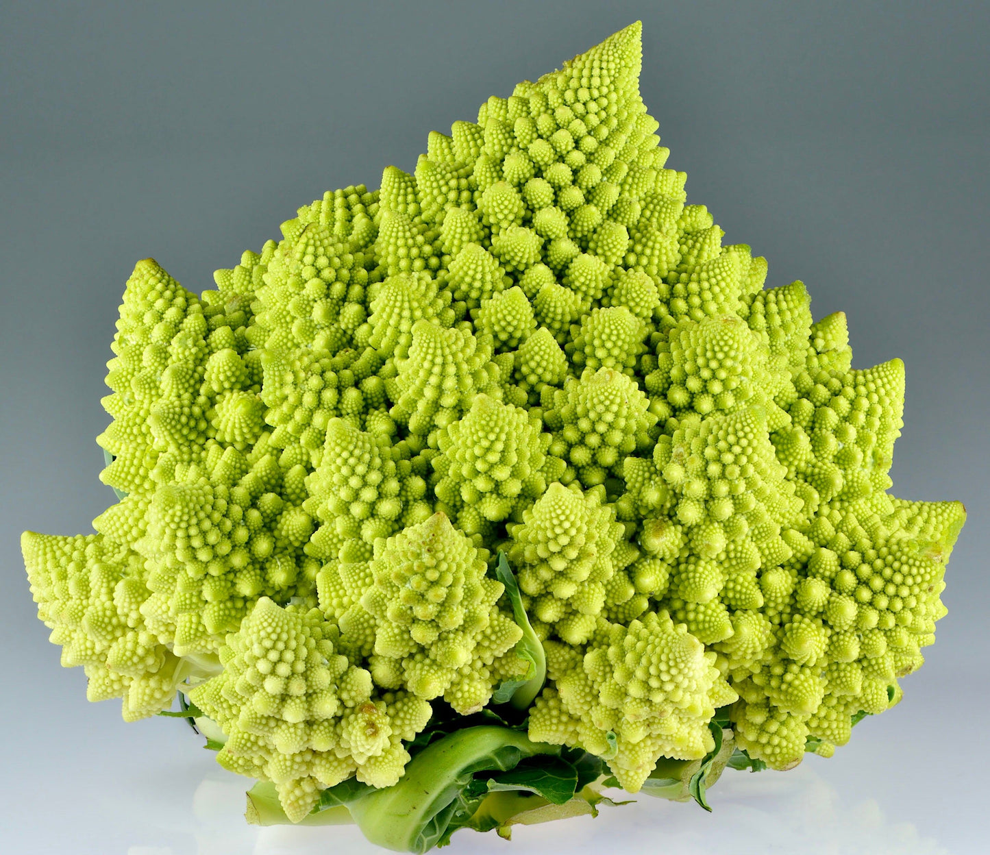 Chartreuse Romanesco Broccoli Seeds ~ Brassica Oleracea ~ Wild Cabbage ~ Broccoli ~ Heirloom ~ Grow Your Own ~ Vegetables ~ Veggies