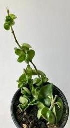 Hoya ~ Hoya Hindu Rope ~ Hoya Carnosa ~ Compacta ~ Krinkle Kurl ~ Porcelain Flower ~ Wax Plant ~ Hanging Houseplant