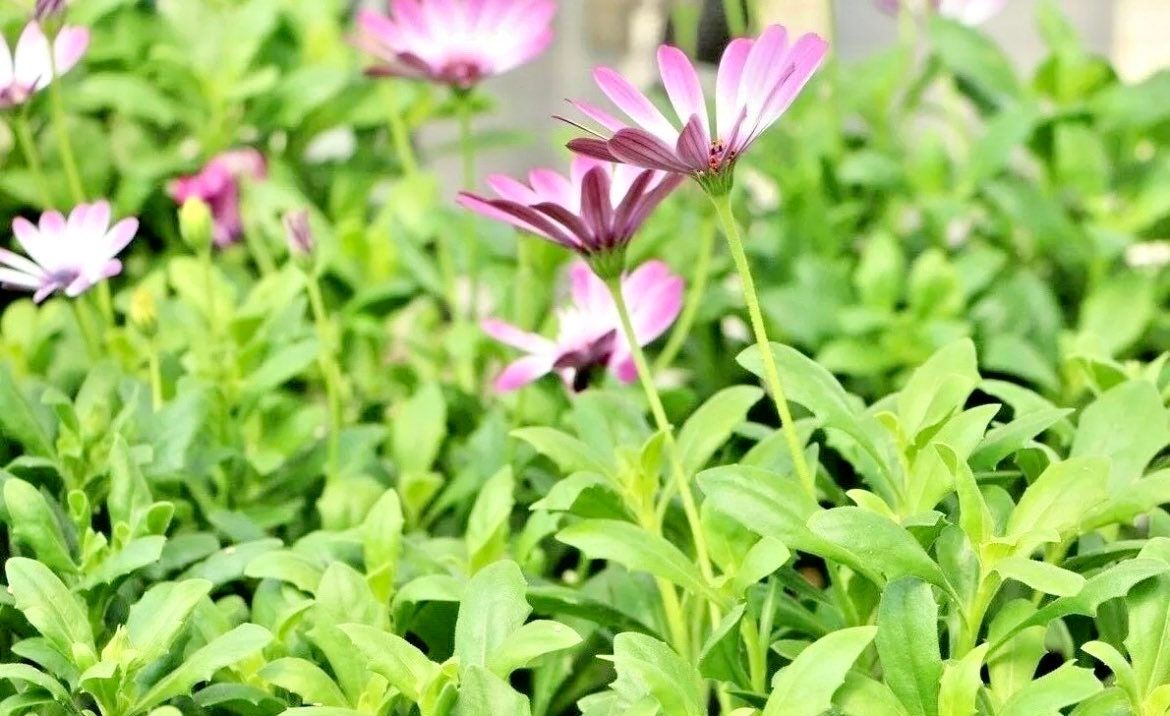 African Daisy “Cineraria Mix” Flower Seeds ~ Cape Marigold