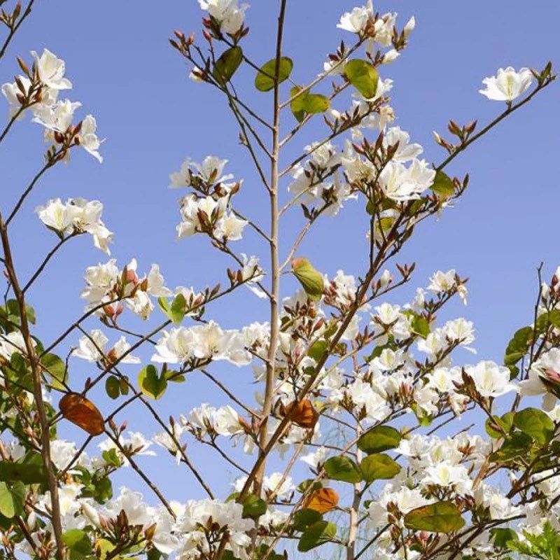 White Orchid Tree Seeds ~ Bauhinia Purpurea ~ Alba ~ Usual Flowers ~ Exotic Flower ~ Fragrant Flowers