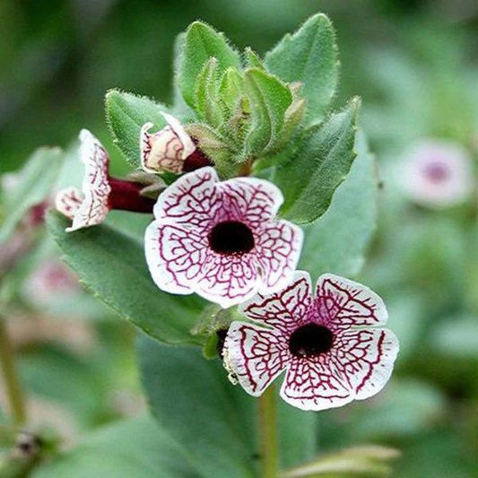 Rare Calico Monkey Flower Seeds ~ Diplacusictus Pictus ~ Garden ~ Grow Your Own ~ Spring Flowers ~ Instead of Flowers ~ Flowers