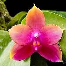 Phalaenopsis K S Happy Eagle Orchid Seeds ~ Bird Lovers ~ Usual Flowers ~ Exotic