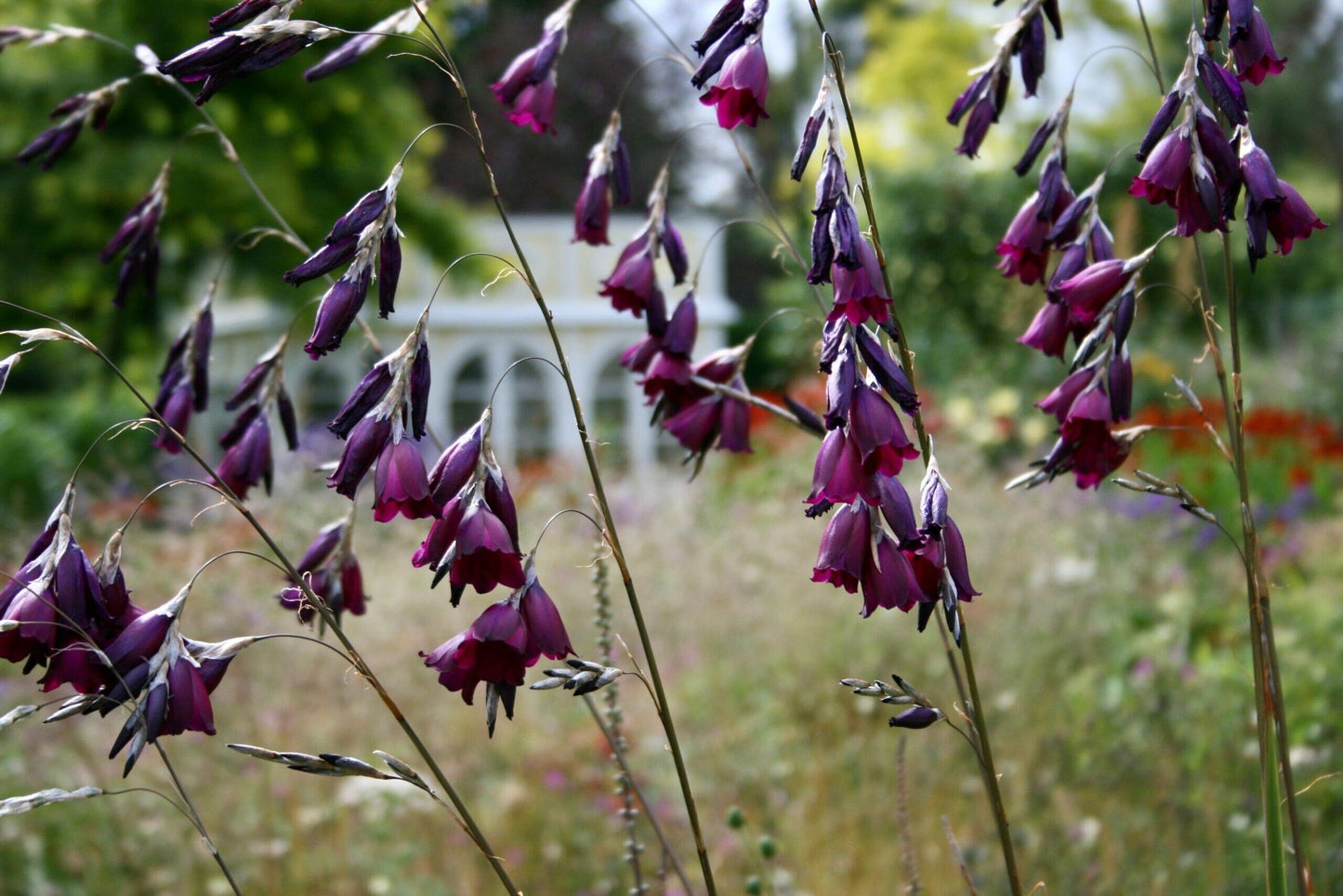 Blackbird Angel’s Fishing Rod ~ Dierama ~ Plants ~ Garden ~ Grow Your Own ~ Spring Flowers ~ Instead of Flowers ~ Bouquets