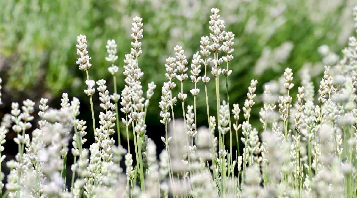 Rare White Lavender ~ Lavendula Ellagance ~ Plants ~ Garden ~ Grow Your Own ~ Spring Flowers ~ Instead of Flowers ~ Died Bouquets