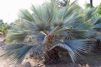 Mexican Blue Hesper Palm Tree Seeds ~ Brahea Armata ~ Mexican Blue Palm Tree ~ Grey Goddess Tropical ~ Exotic ~ Palm ~ Blue ~ Garden ~ Plams