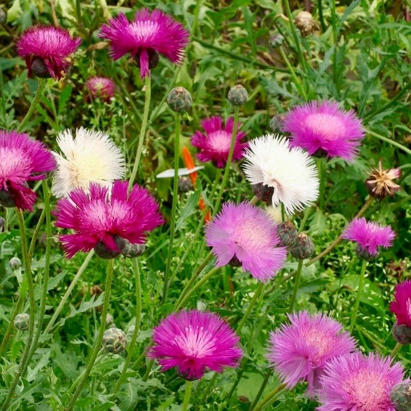 sweet sultan flower seeds Rainbow Mixed Sultan Imperialis Seeds ~ Amberboa Moschata ~ Plants ~ G – Your Plant Bitch