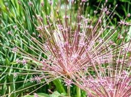 Allium Schubertii Seeds ~ Plants ~ Garden ~ Grow Your Own ~ Spring Flowers ~ Instead of Flowers ~ Presents