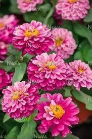 Zahara Double Raspberry Ripple Zinnia Seeds ~ Flower Seeds ~ Plants ~ Garden ~ Grow Your Own ~ Spring Flowers ~ Instead of Flowers ~ Flowers