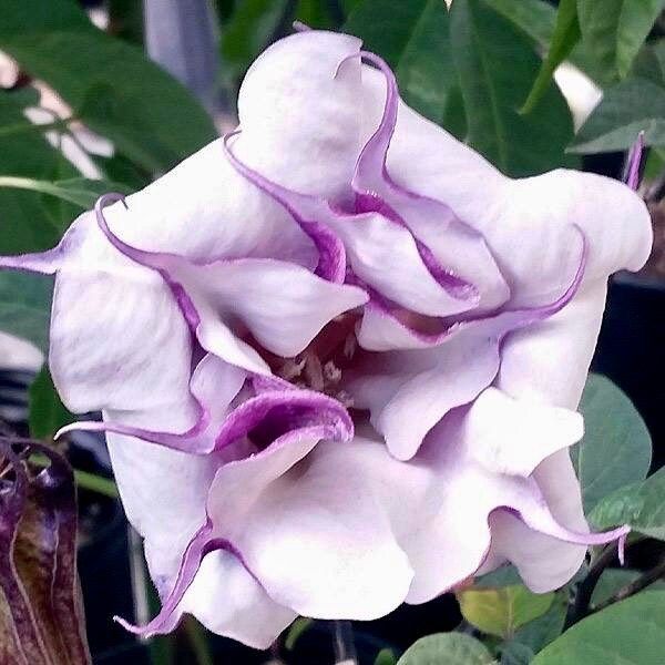 Purple Queen Devil’s Trumpet Seeds ~ Datura Metel ~ Fresh Seeds ~ Blooms ~ Flowers ~ Instead of Flowers ~