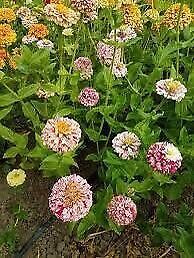 Zinnia “Peppermint Stick” Seeds ~ Holiday ~ Plants ~ Garden ~ Grow Your Own ~