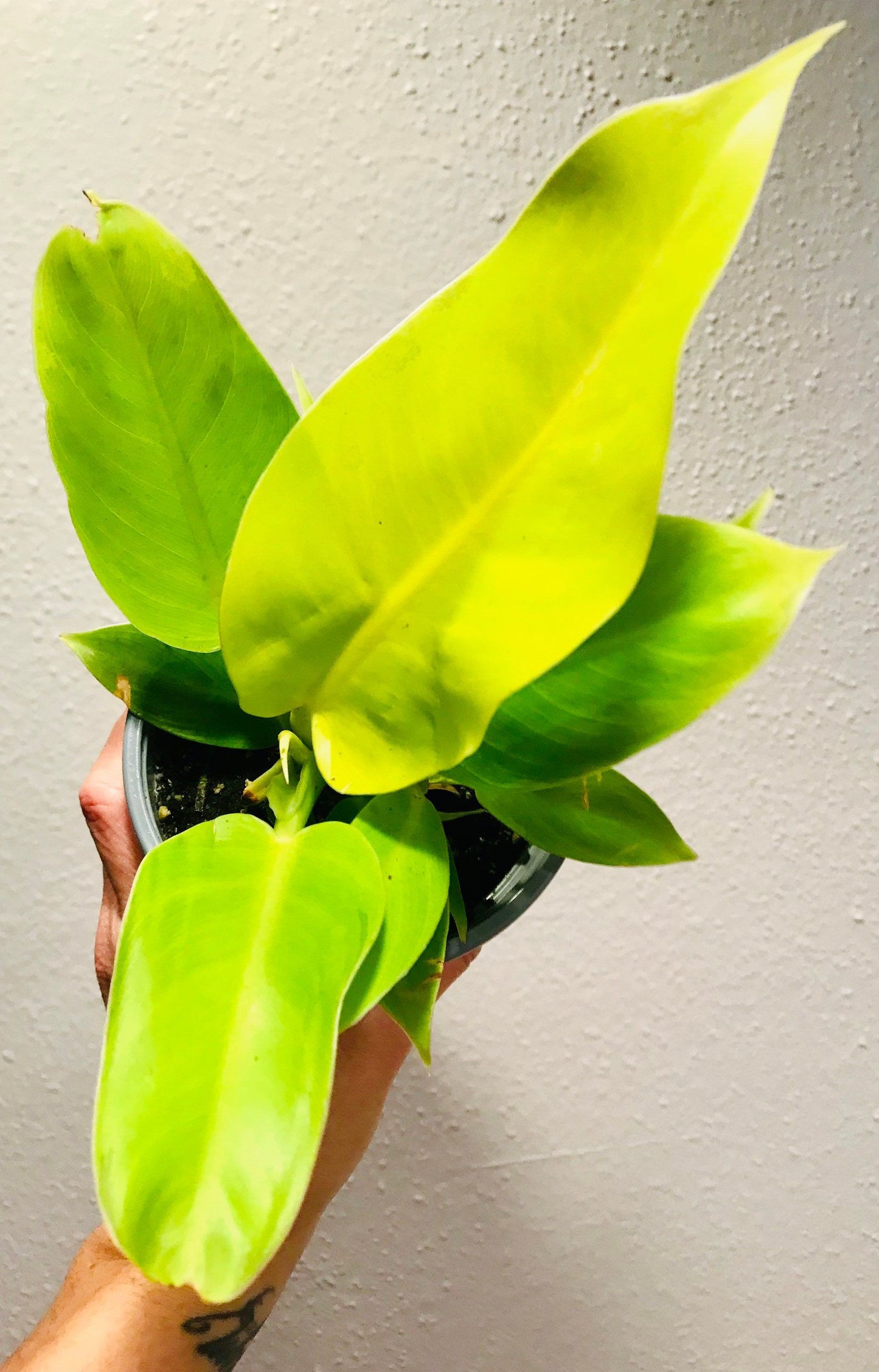 Philodendron Moonlight ~ Easy to Grow House Plant