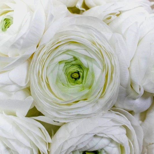 White Double Ranunculus Seeds ~ Wedding Bouquet ~ Flowers ~ Heirloom ~ Fragrance ~ Spring ~ Bouquets for Weddings