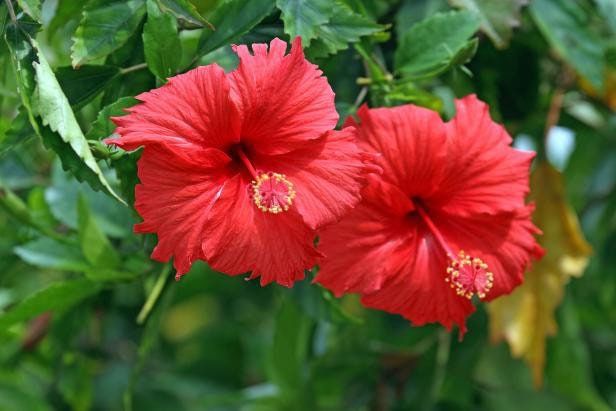 Red Syriacus Hibiscus Flower Seeds ~ Bonsai ~ Tropical ~ Instead of Flowers